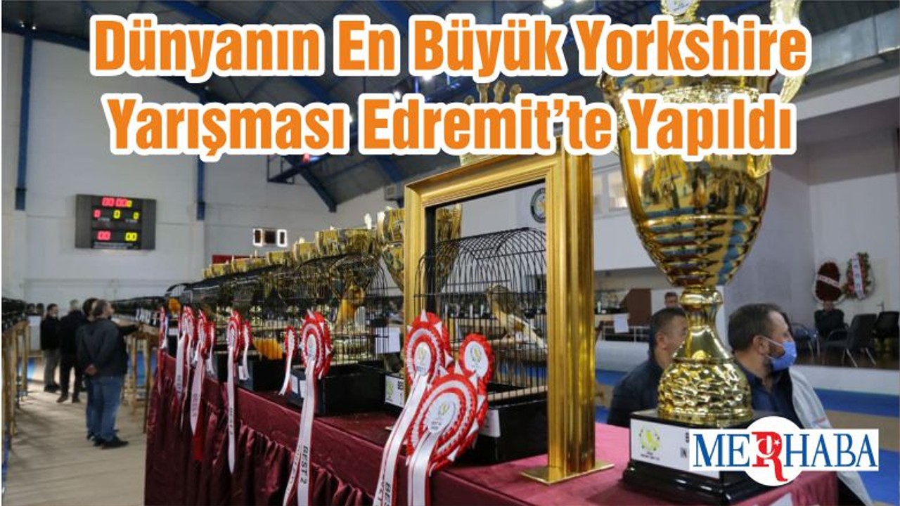 Dünyanın En Büyük Yorkshire Yarışması Edremit’te Yapıldı