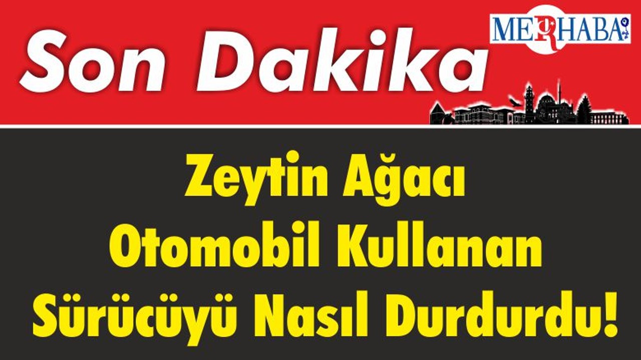 Balıkesir'de Zeytin Ağacı Otomobil Kullanan Sürücüyü Nasıl Durdurdu!