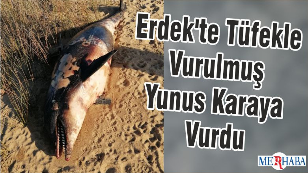 Erdek'te Tüfekle Vurulmuş Yunus Karaya Vurdu