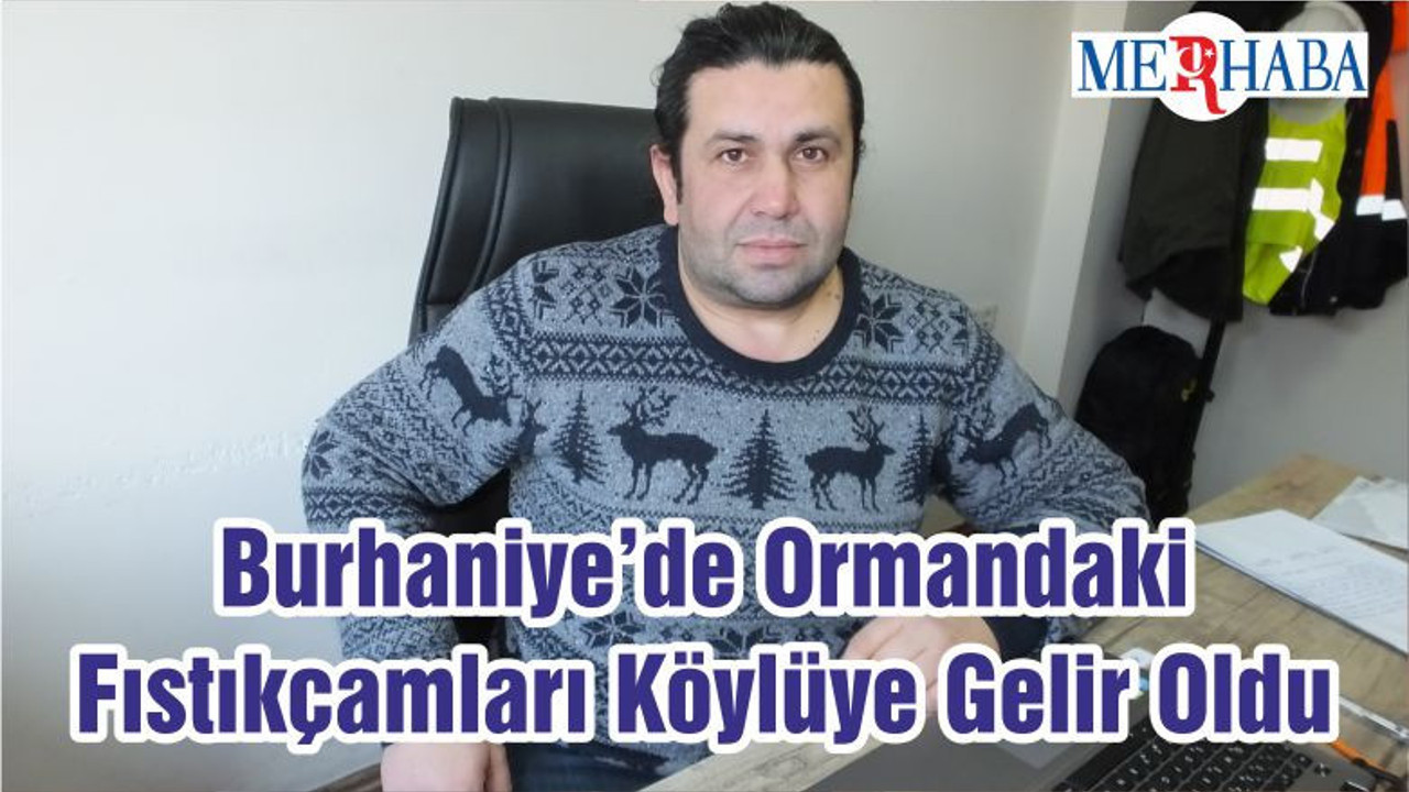 Burhaniye’de Ormandaki Fıstıkçamları Köylüye Gelir Oldu
