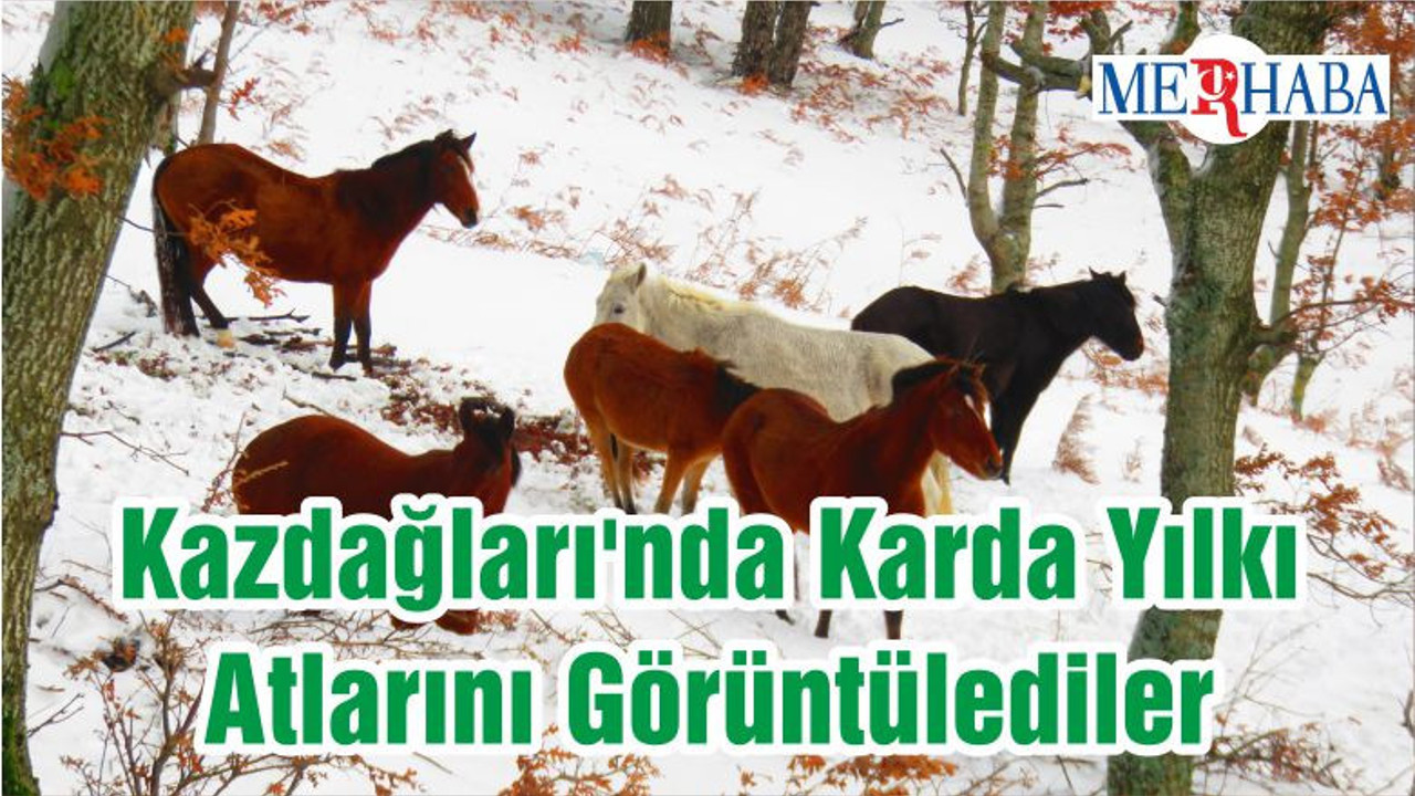 Kazdağları'nda Karda Yılkı Atlarını Görüntülediler