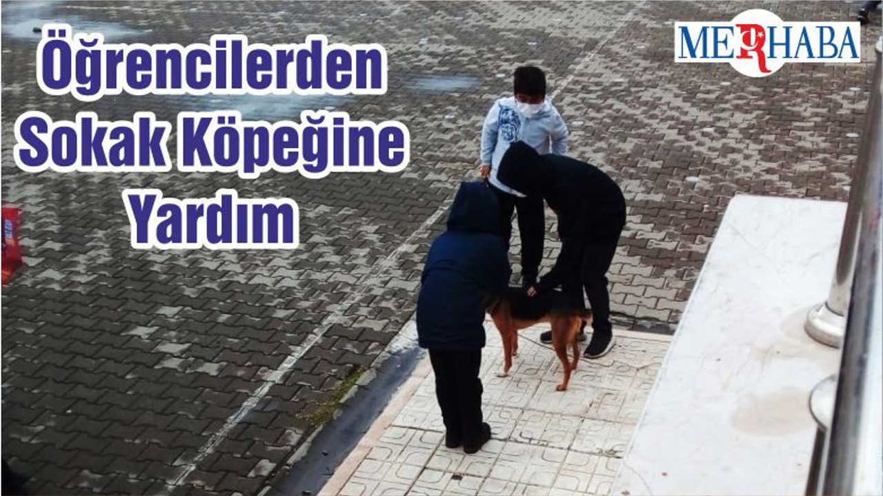Öğrencilerden Sokak Köpeğine Yardım