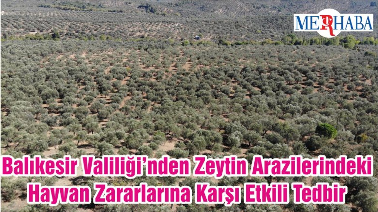 Balıkesir Valiliği’nden Zeytin Arazilerindeki Hayvan Zararlarına Karşı Etkili Tedbir