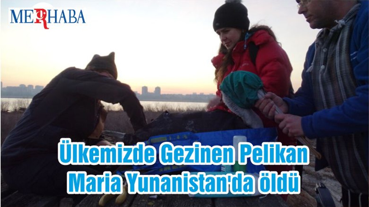 Ülkemizde Gezinen Pelikan Maria Yunanistan'da öldü