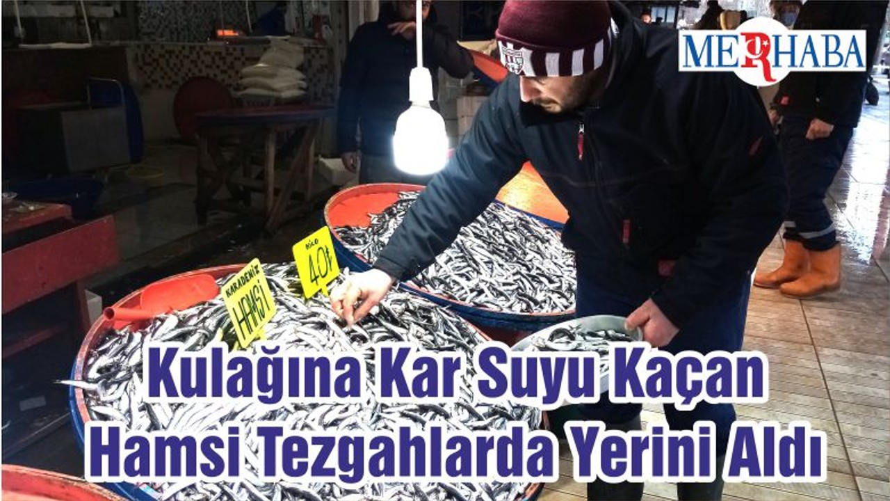 Kulağına Kar Suyu Kaçan Hamsi Tezgahlarda Yerini Aldı
