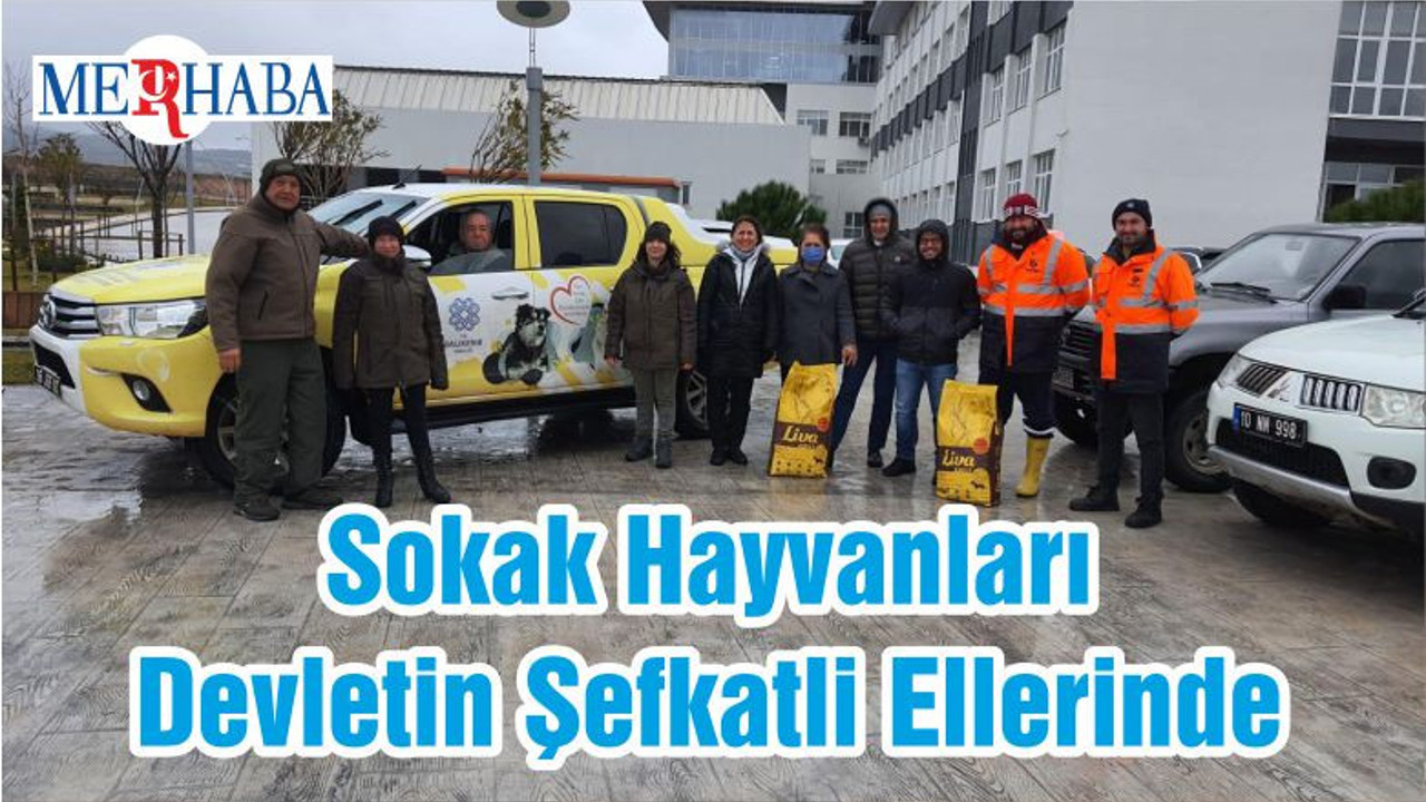 Sokak Hayvanları Devletin Şefkatli Ellerinde