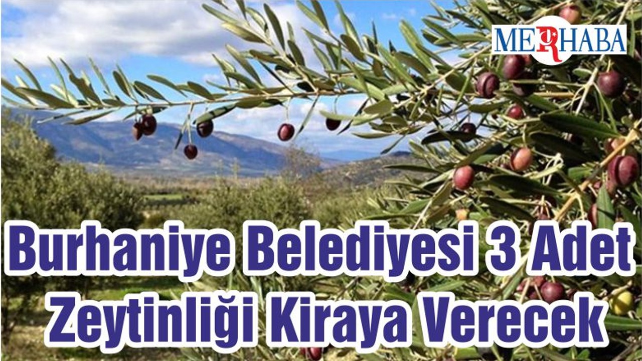Burhaniye Belediyesi 3 Adet Zeytinliği Kiraya Verecek