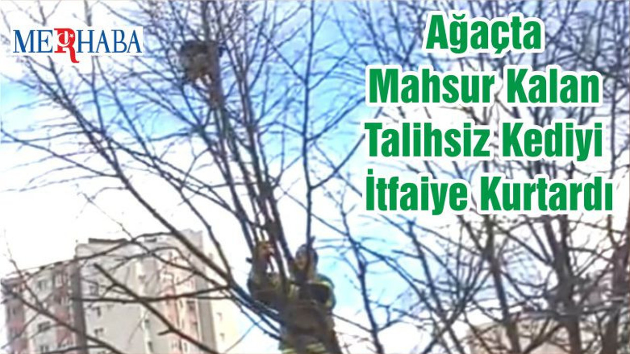 Ağaçta Mahsur Kalan Talihsiz Kediyi İtfaiye Kurtardı