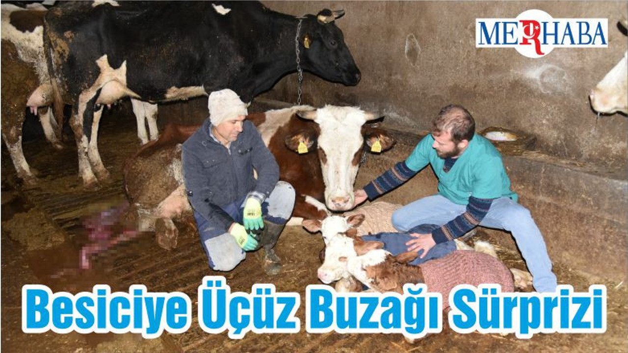 Besiciye Üçüz Buzağı Sürprizi