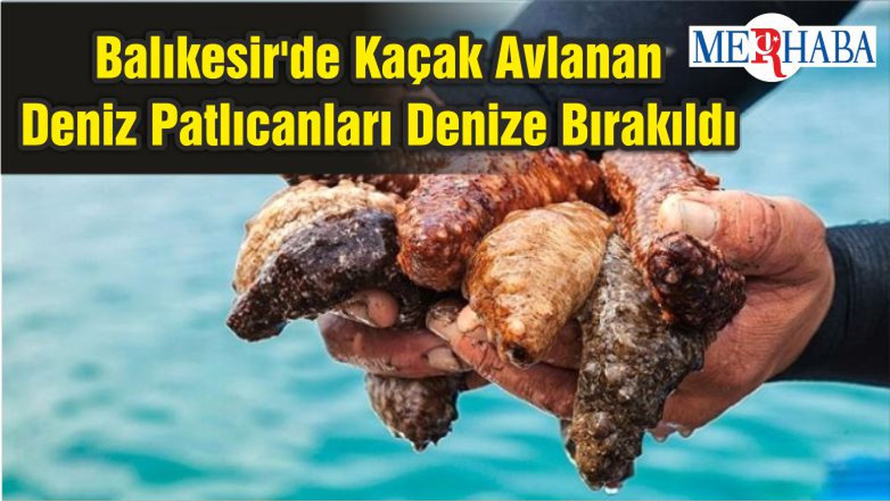 Balıkesir'de Kaçak Avlanan Deniz Patlıcanları Denize Bırakıldı