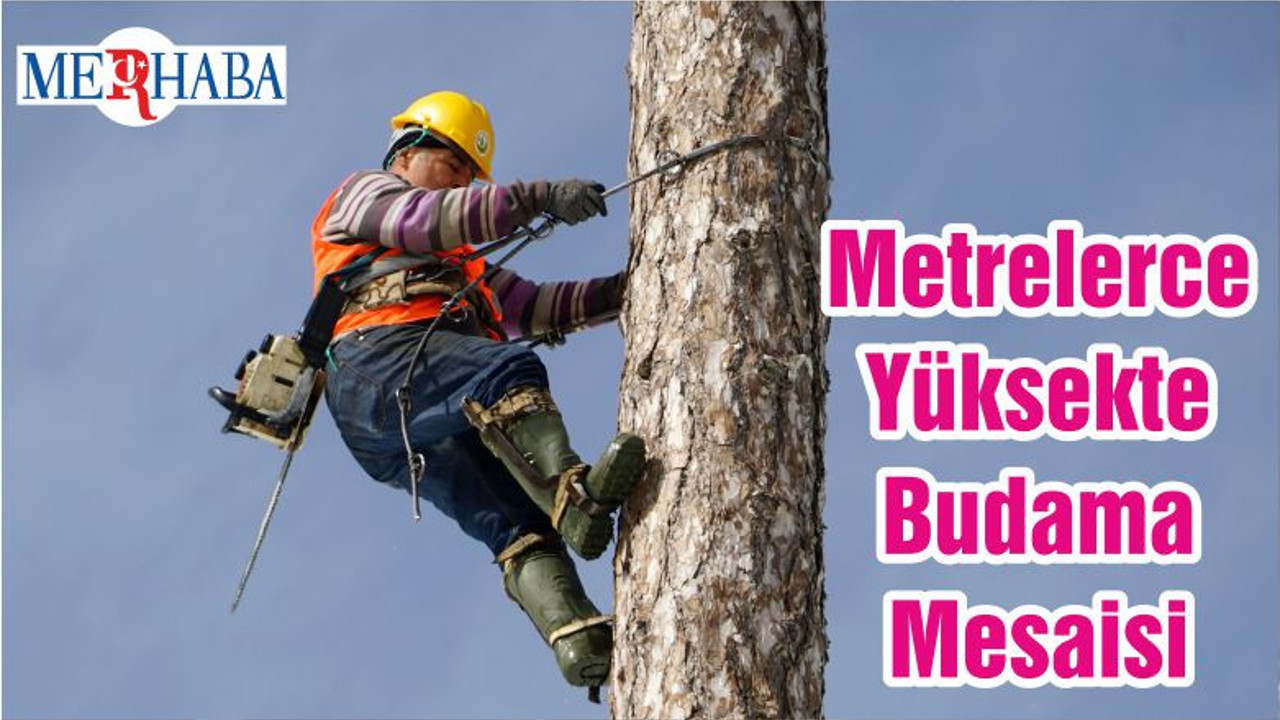 Metrelerce Yüksekte Budama Mesaisi