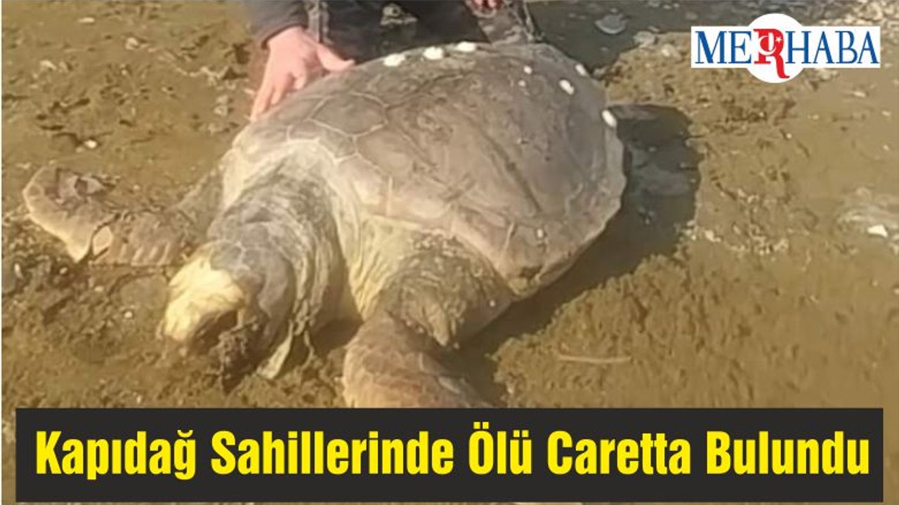 Kapıdağ Sahillerinde Ölü Caretta Caretta Bulundu