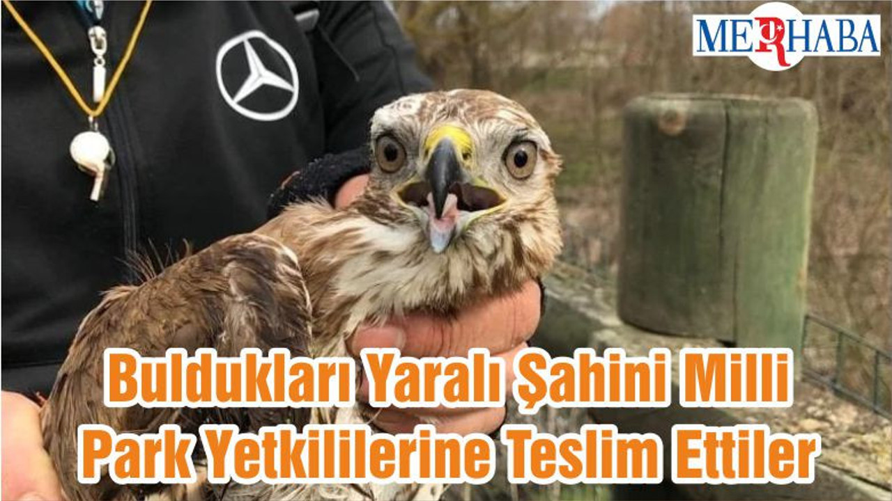 Buldukları Yaralı Şahini Milli Park Yetkililerine Teslim Ettiler