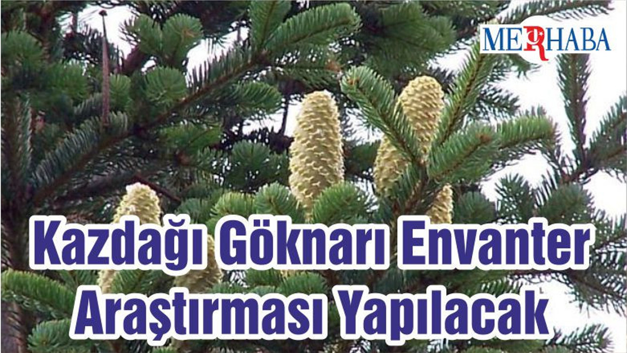Kazdağı Göknarı Envanter Araştırması Yapılacak