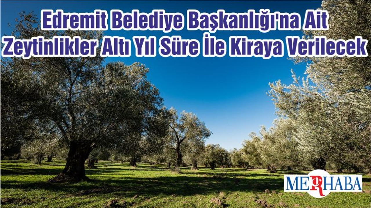 Edremit Belediye Başkanlığı'na Ait Zeytinlikler Altı Yıl Süre İle Kiraya Verilecek