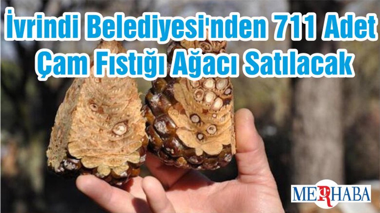 İvrindi Belediyesi'nden 711 Adet Çam Fıstığı Ağacı Satılacak