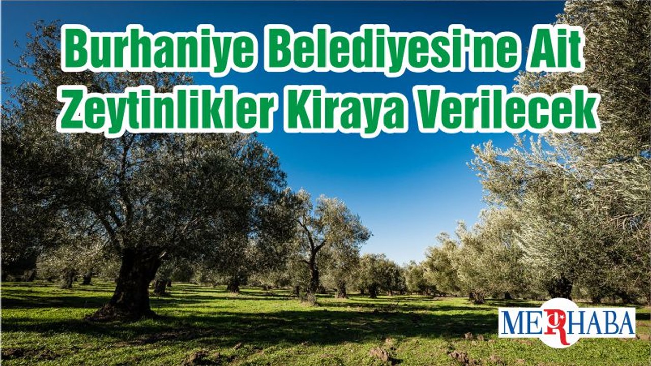 Burhaniye Belediyesi'ne Ait Zeytinlikler Kiraya Verilecek