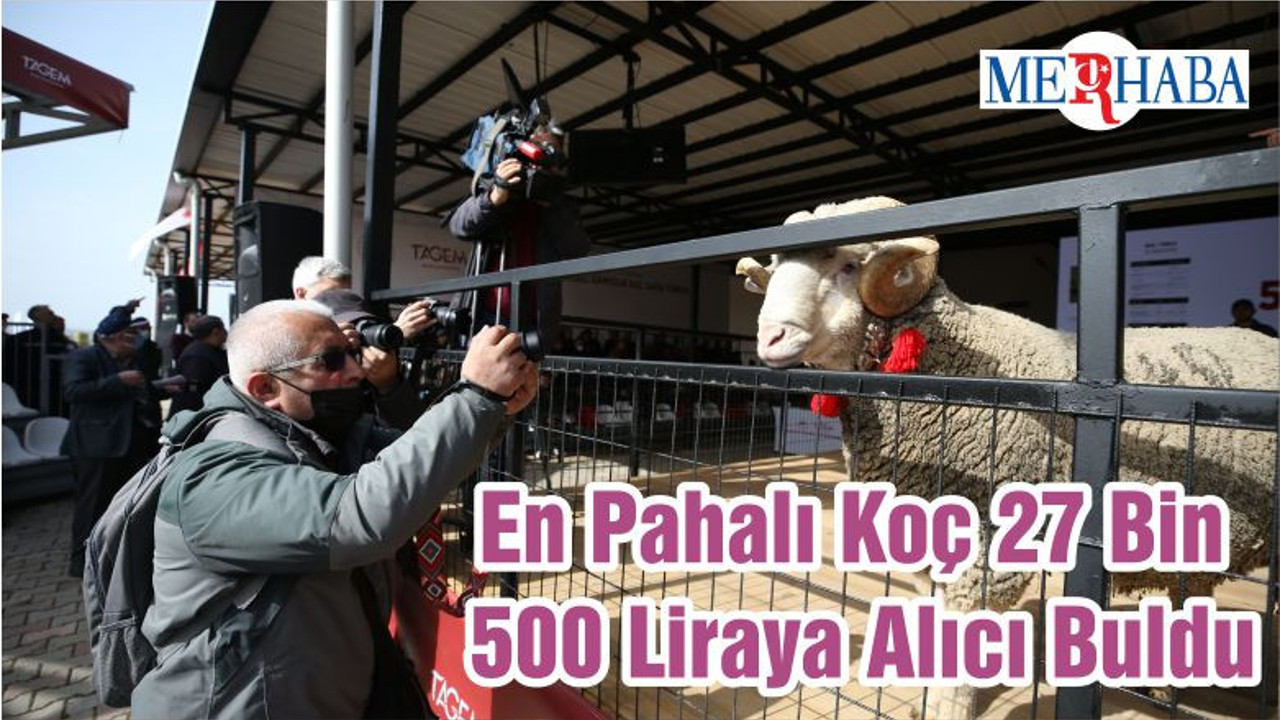 En Pahalı Koç 27 Bin 500 Liraya Alıcı Buldu