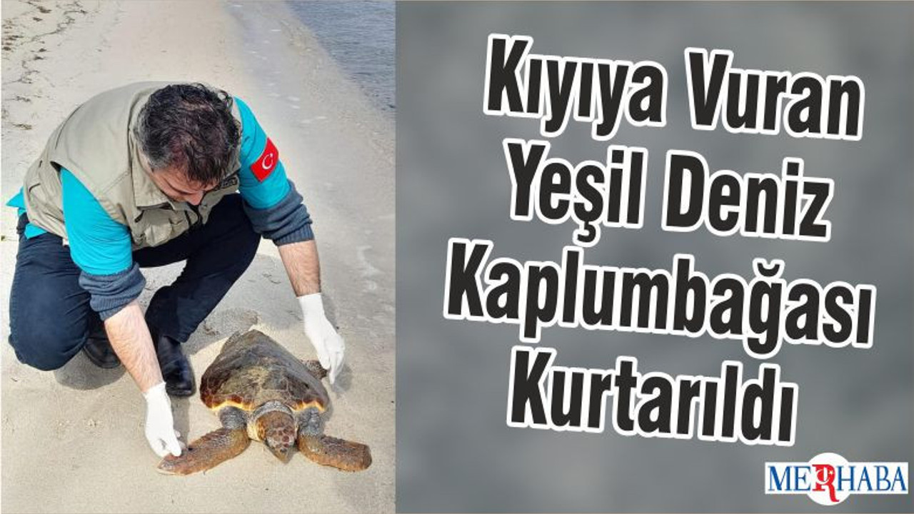 Kıyıya Vuran Yeşil Deniz Kaplumbağası Kurtarıldı