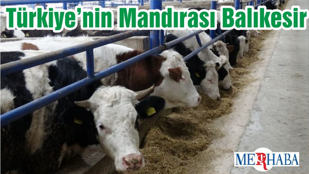 Türkiye’nin Mandırası Balıkesir