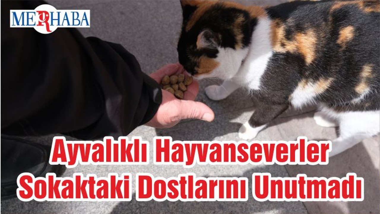 Ayvalıklı Hayvanseverler Sokaktaki Dostlarını Unutmadı