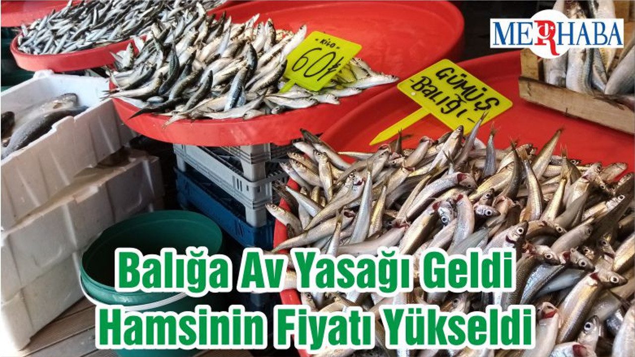 Balığa Av Yasağı Geldi Hamsinin Fiyatı Yükseldi