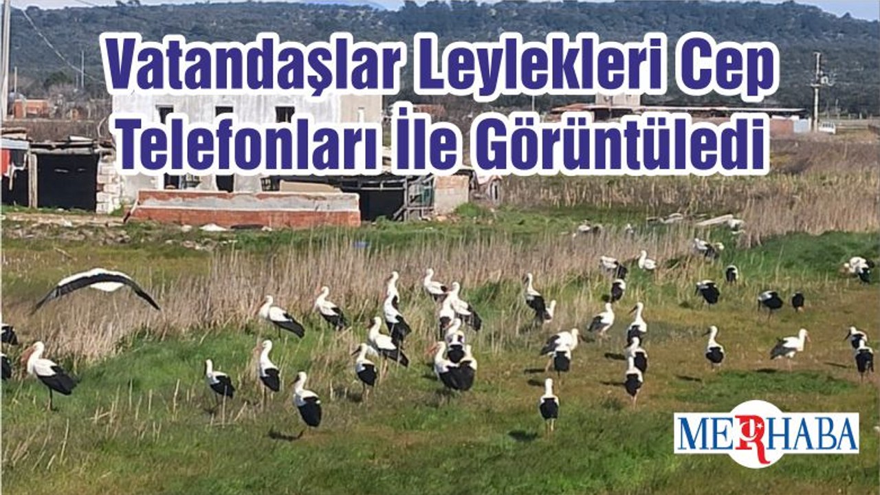 Vatandaşlar Leylekleri Cep Telefonları İle Görüntüledi