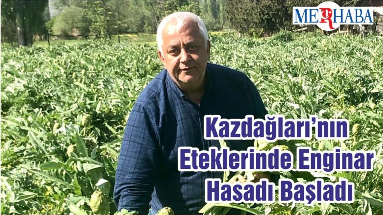 Kazdağları’nın Eteklerinde Enginar Hasadı Başladı