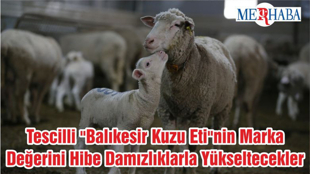 Tescilli "Balıkesir Kuzu Eti"nin Marka Değerini Hibe Damızlıklarla Yükseltecekler