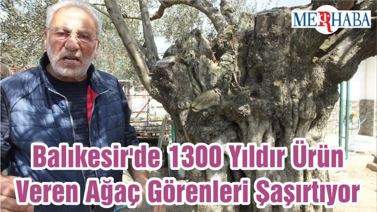 Balıkesir'de 1300 Yıldır Ürün Veren Ağaç Görenleri Şaşırtıyor