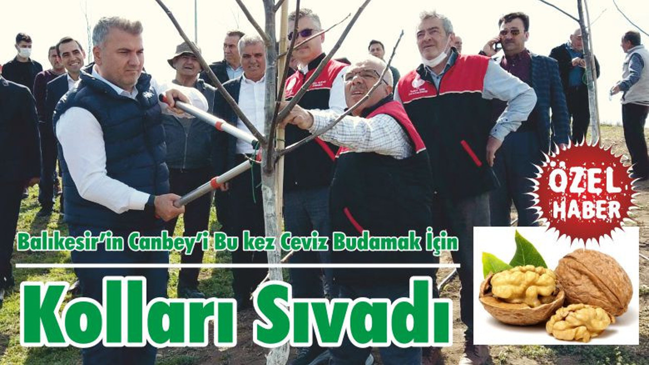 Balıkesir’in Canbey’i Bu kez Ceviz Budamak İçin Kolları Sıvadı