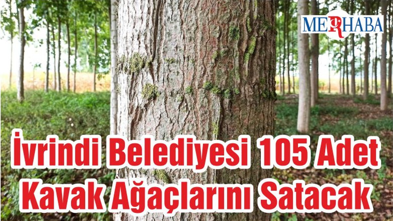 İvrindi Belediyesi 105 Adet Kavak Ağaçlarını Satacak