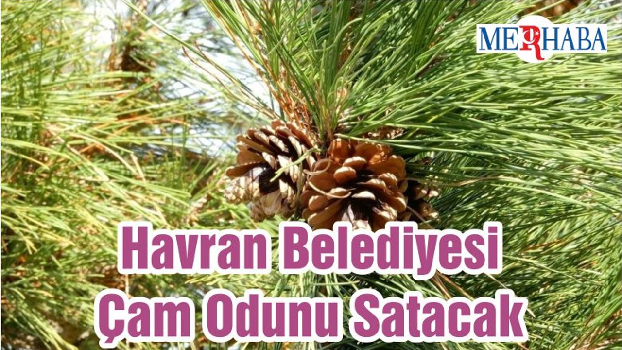 Havran Belediyesi Çam Odunu Satacak