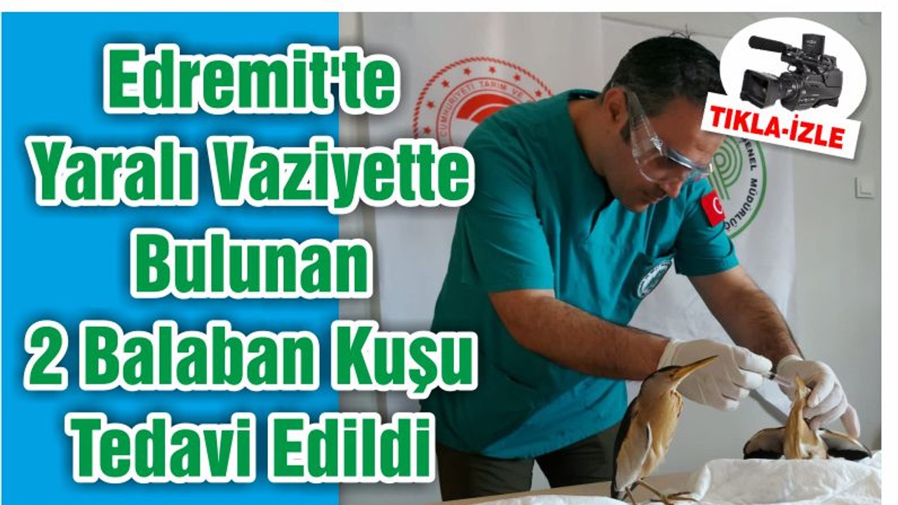Edremit'te Yaralı Vaziyette Bulunan 2 Balaban Kuşu Tedavi Edildi