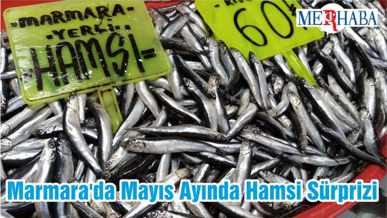 Marmara'da Mayıs Ayında Hamsi Sürprizi