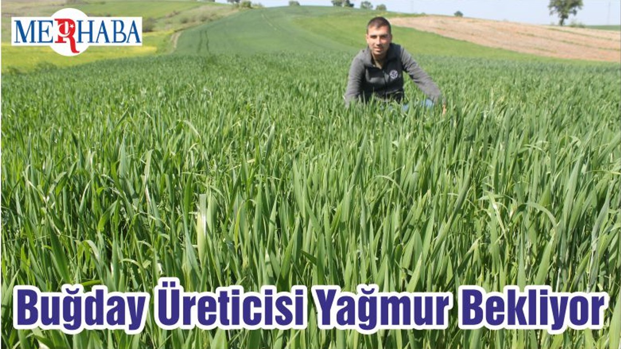 Buğday Üreticisi Yağmur Bekliyor