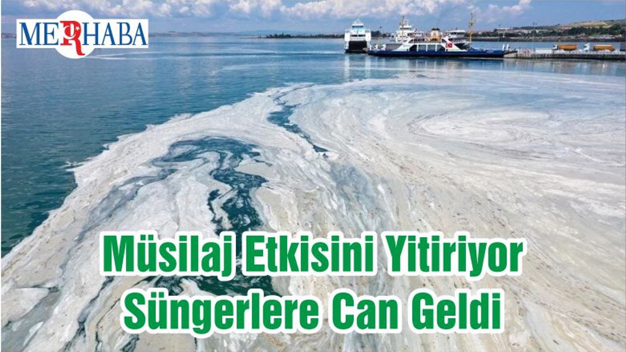 Müsilaj Etkisini Yitiriyor Süngerlere Can Geldi
