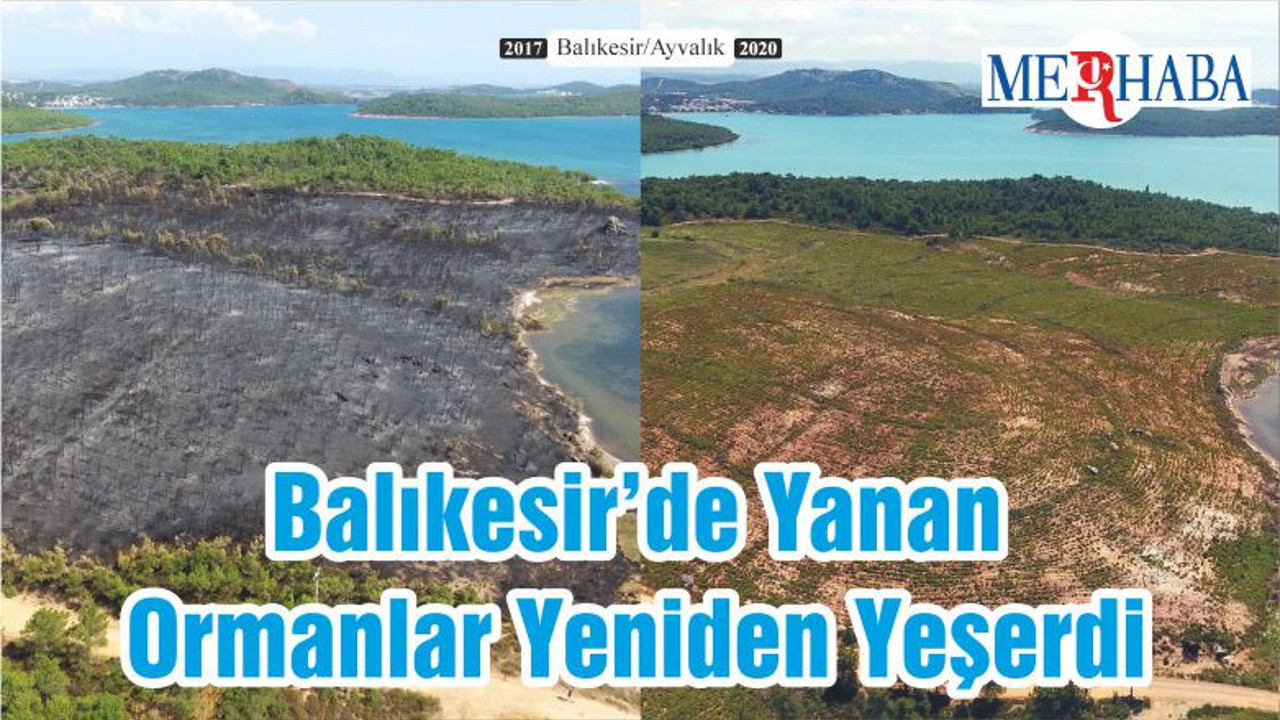 Balıkesir’de Yanan Ormanlar Yeniden Yeşerdi