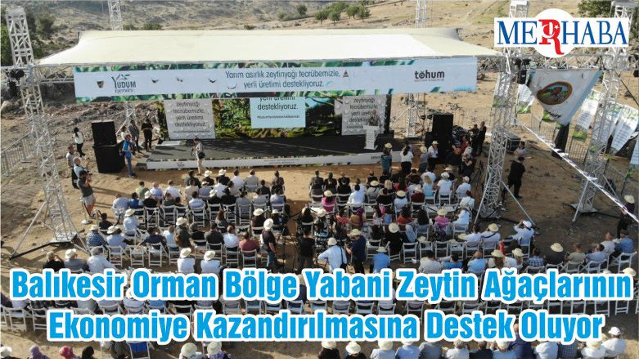 Balıkesir Orman Bölge Yabani Zeytin Ağaçlarının Ekonomiye Kazandırılmasına Destek Oluyor