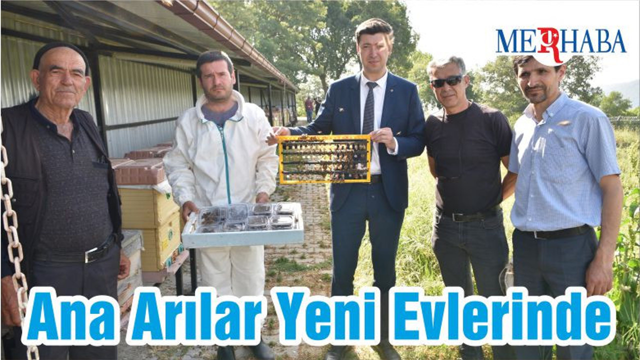 Ana Arılar Yeni Evlerinde