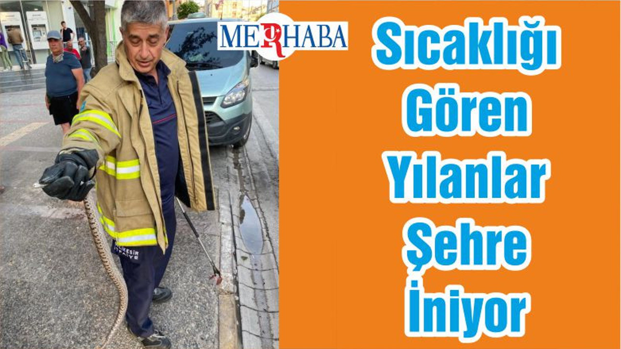 Sıcaklığı Gören Yılanlar Şehre İniyor