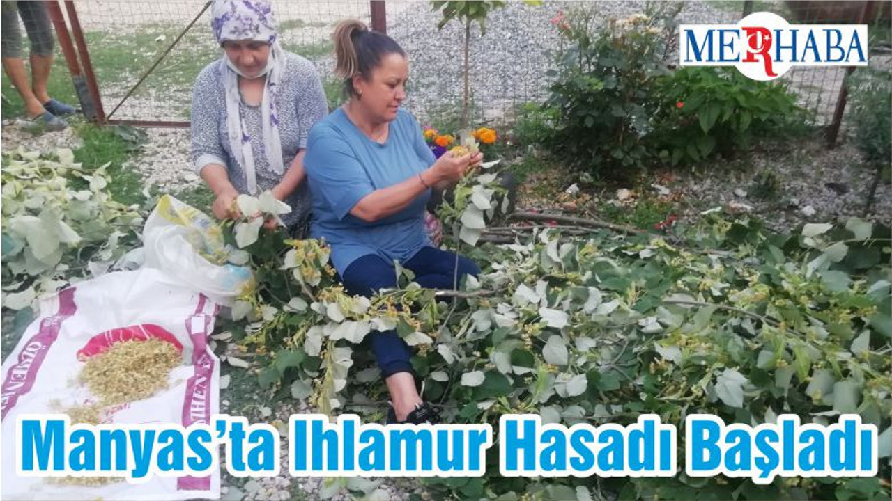 Manyas’ta Ihlamur Hasadı Başladı