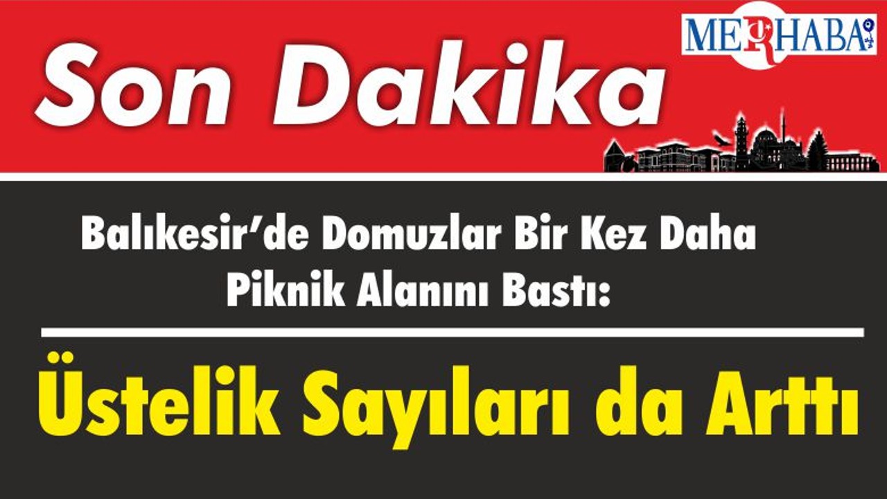 Balıkesir’de Domuzlar Bir Kez Daha Piknik Alanını Bastı: Üstelik Sayıları da Arttı