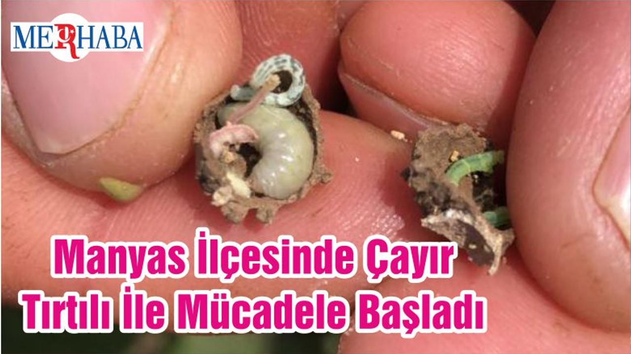 Manyas İlçesinde Çayır Tırtılı İle Mücadele Başladı