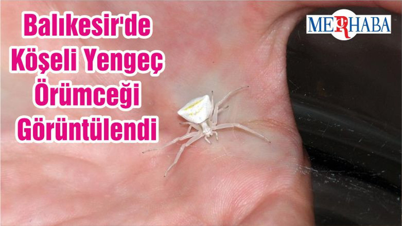 Balıkesir'de Köşeli Yengeç Örümceği Görüntülendi