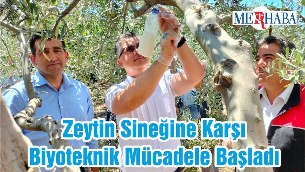 Zeytin Sineğine Karşı Biyoteknik Mücadele Başladı