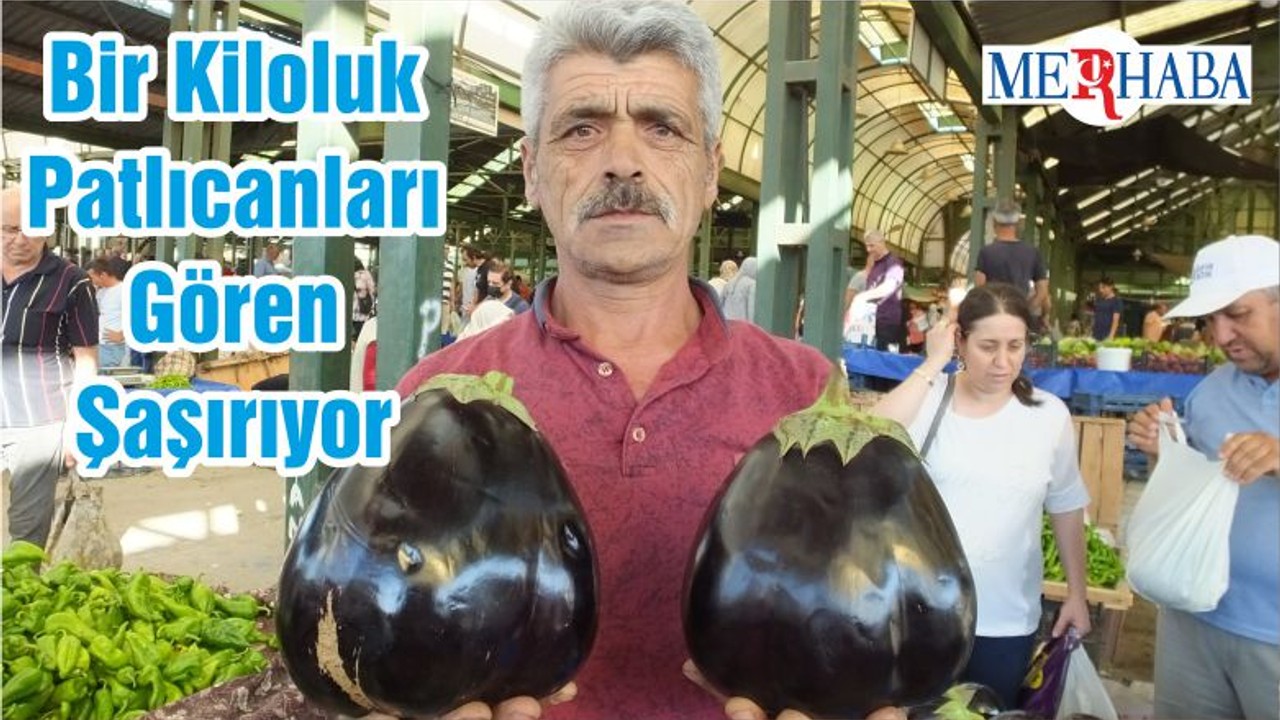 Bir Kiloluk Patlıcanları Gören Şaşırıyor