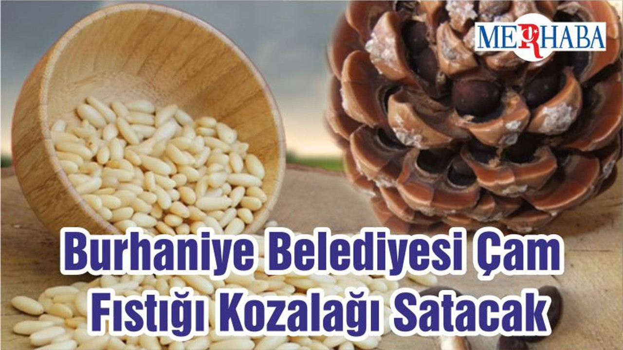 Burhaniye Belediyesi Çam Fıstığı Kozalağı Satacak