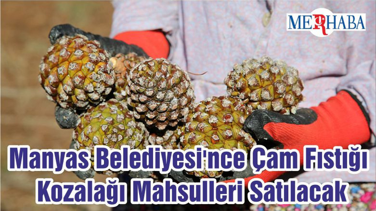 Manyas Belediyesi'nce Çam Fıstığı Kozalağı Mahsulleri Satılacak