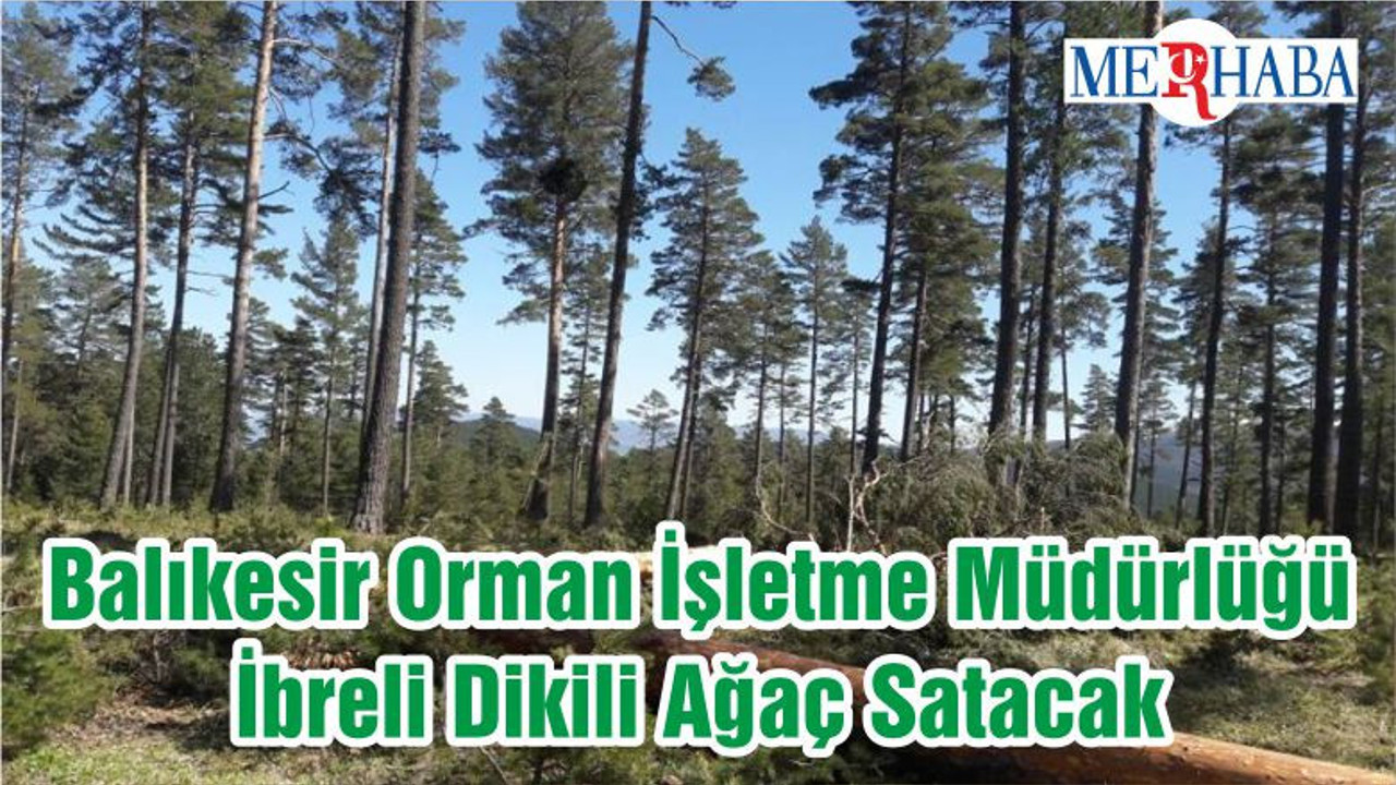 Balıkesir Orman İşletme Müdürlüğü İbreli Dikili Ağaç Satacak